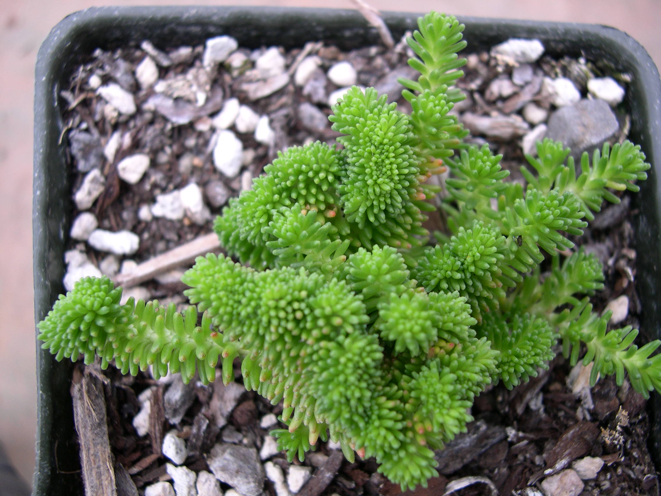 Седум Sedum sexangulare